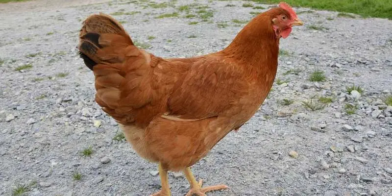 How Much to Feed Rhode Island Red Chickens