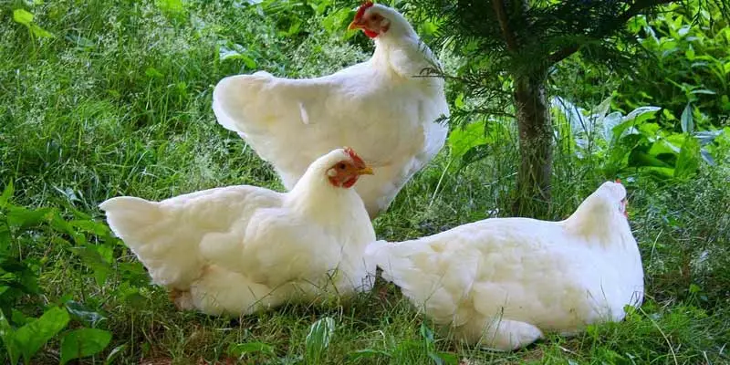 Natural Ways to Boost Your Chicken’s Immune System