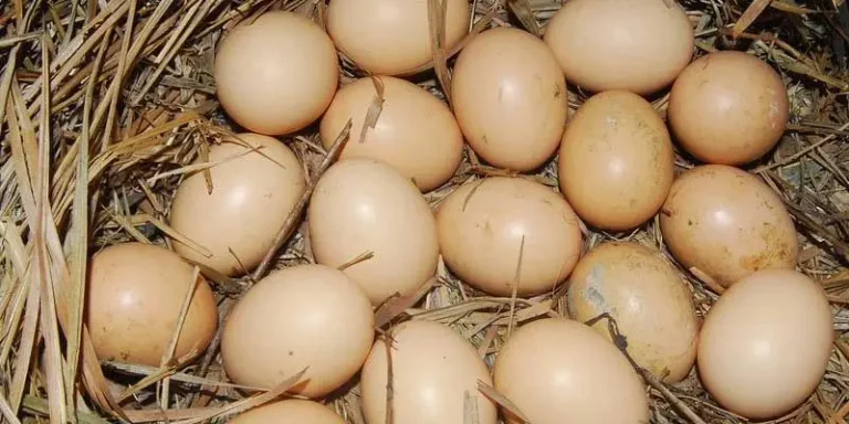 What Color Are Guinea Fowl Eggs