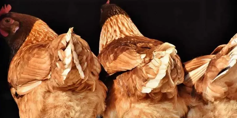 What Is The Preen Gland On A Chicken