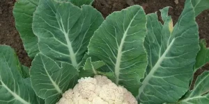 Can Chickens Eat Cauliflower Leaves