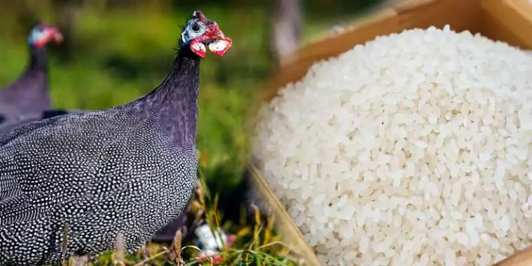 Can Guinea Fowl Eat Rice