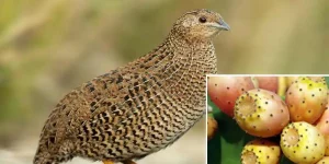 Can Quails Eat Prickly Pears