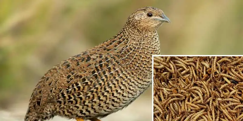 Can Quails Eat Mealworms