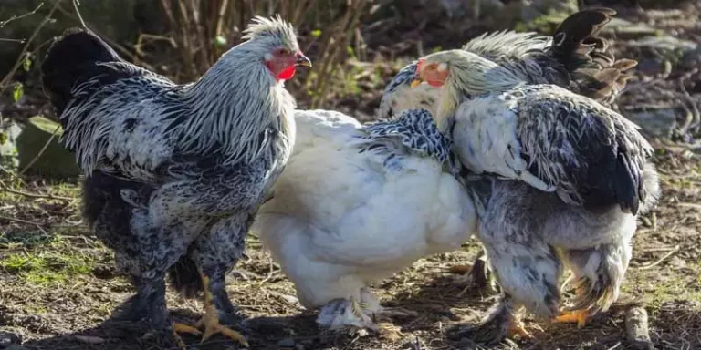 How Big Do Brahma Chickens Get