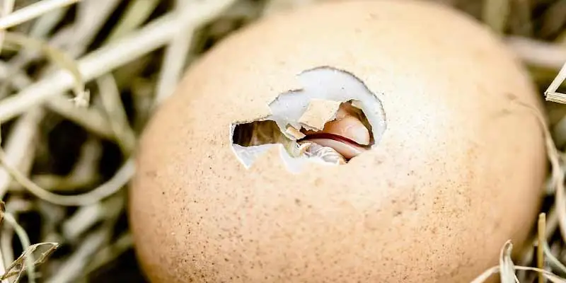 How Do Chicks Breathe in the Egg
