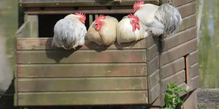 How High Should a Chicken Coop Be off the Ground
