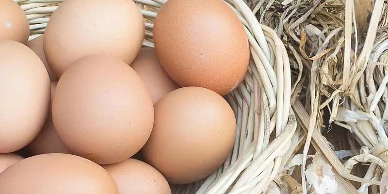 How To Store Your Chickens’ Freshly Laid Eggs