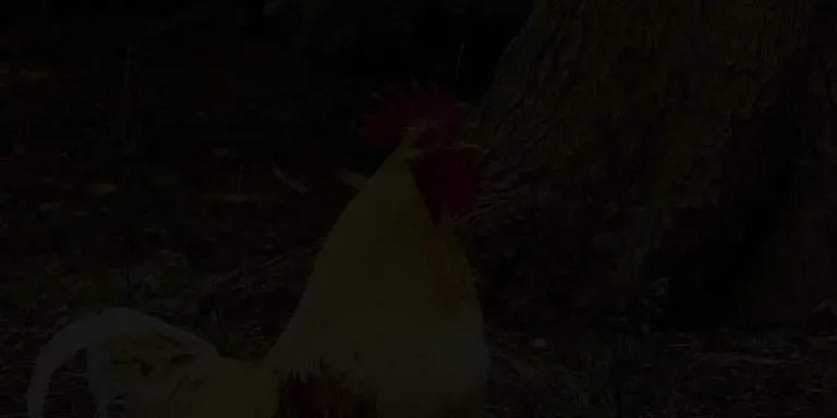Rooster Crowing at Night