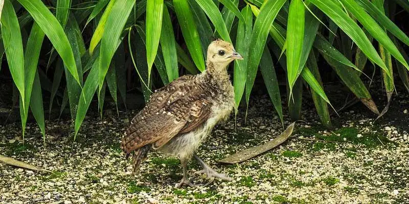 What Are Baby Peacocks Called