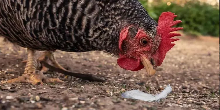 Why Do Chickens Eat Feathers