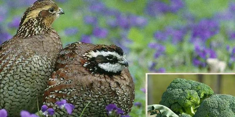 can quails eat broccoli
