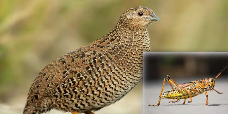 Can Quails Eat Grasshoppers