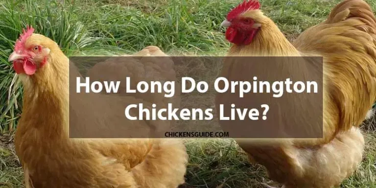 How Long Do Orpington Chickens Live