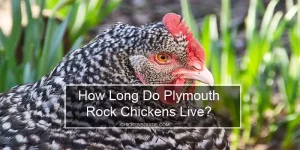 How Long Do Plymouth Rock Chickens Live