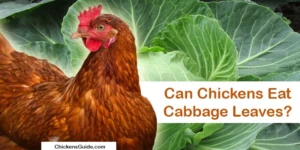 Can Chickens Eat Cabbage Leaves